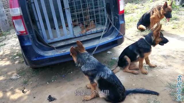 河南农村狗市:这4条德牧犬真漂亮,你看值多少钱一条?