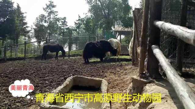 美丽青海:青海行必须打卡的景点西宁高原野生动物园