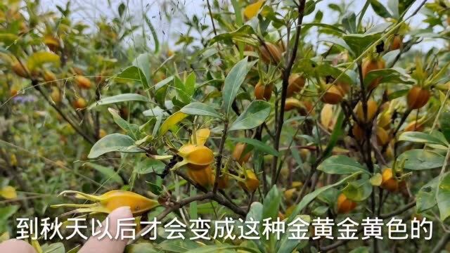 栀子泡茶味道香浓,农村称它为“凉茶王”带大家了解下其它用处