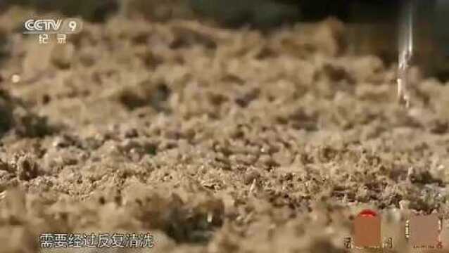 舌尖上的中国:采集石花草制作上好石花膏,泉州有名小吃