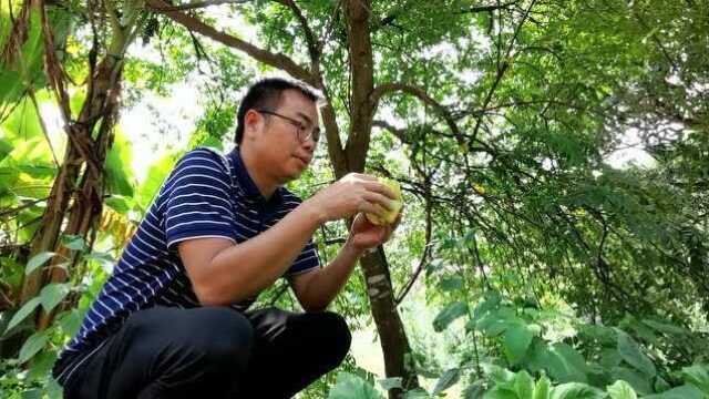 我的村庄在广西林区,杨桃熟了没人吃落了一地,可惜了