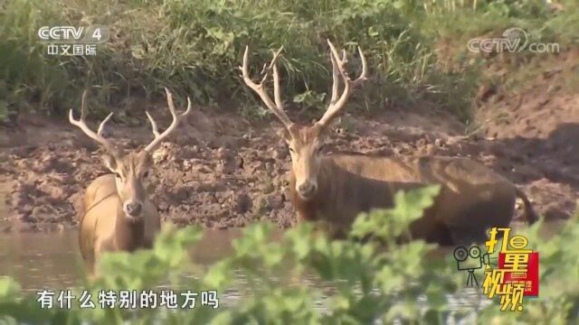 可以倒放的鹿角!麋鹿的鹿角前后枝一样发达,非常霸气