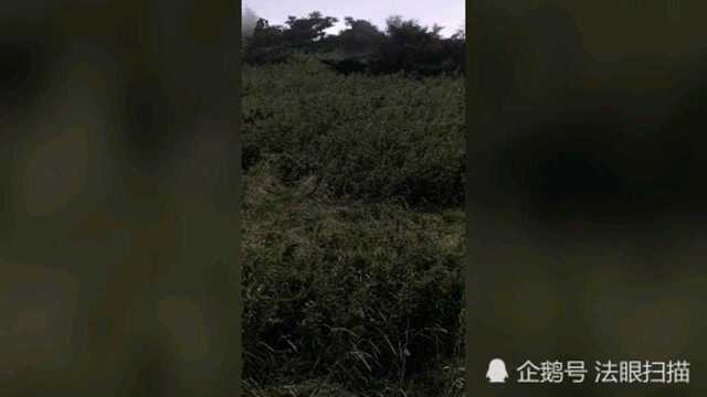 从秦楚古道爬野山上牛背梁,途中看见牛背梁公园的南天门