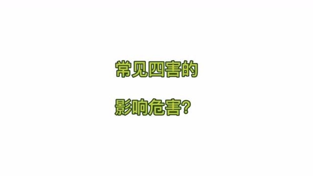 常见四害的影响危害?