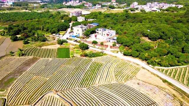 航拍广东美丽乡村:稔山莲篷村美丽田园