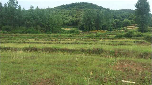 风水大师王君植航拍大贵鲁氏祖坟风水,好美的一条蟒蛇下山龙