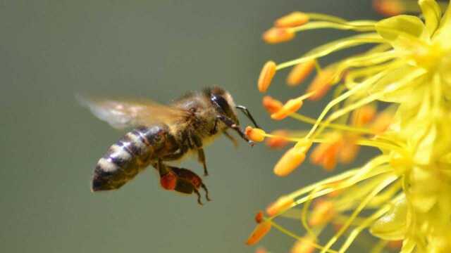 蜜蜂每天都要飞行很远采集蜂蜜,它们通过特殊方法,来定位花朵