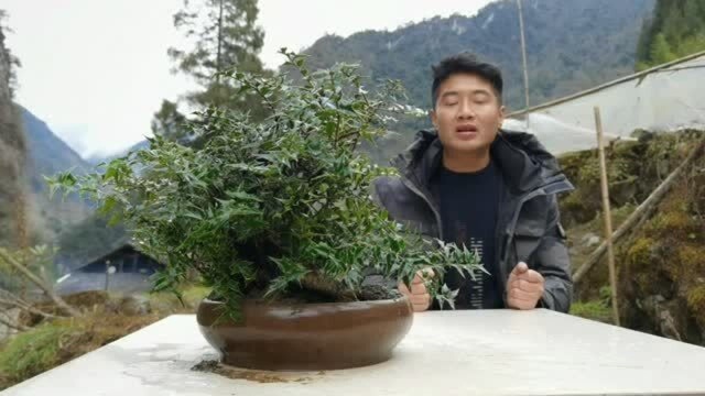 自己做的盆景,希望能交到更多喜欢,盆景绿植的朋友