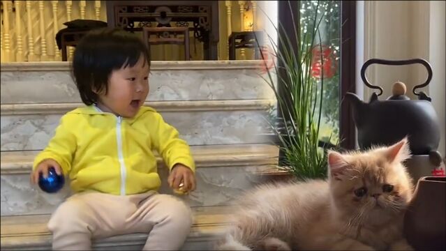 张纪中小儿子逗猫玩奶音超萌,杜星霖与儿子嬉闹意外曝光豪宅内景