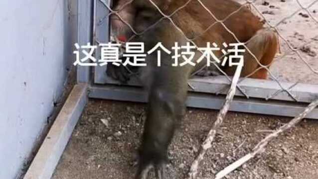 猴子的智商可以达到人类六岁的智商,太聪明了,终于知道什么叫猴精猴精了!