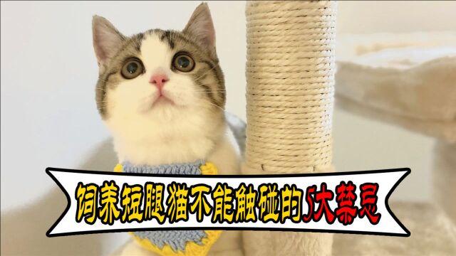 曼基康猫该如何饲养?有什么饲养禁忌吗?