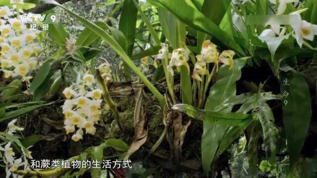 自然界的兰花:美丽的树生植物,热带雨林的空中花园