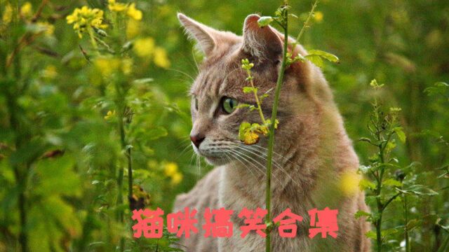 猫咪合集,萌喵的搞笑日常,你喜欢的宠物猫都在这里