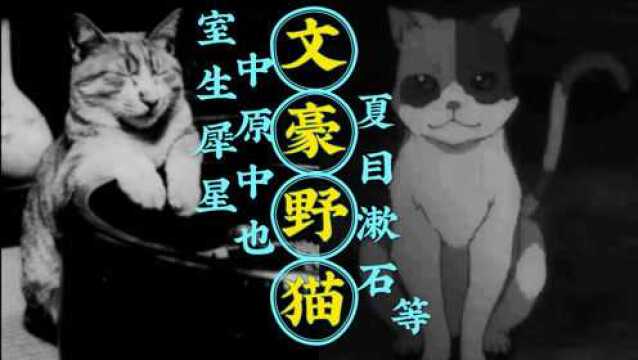 猫奴文豪行为图鉴