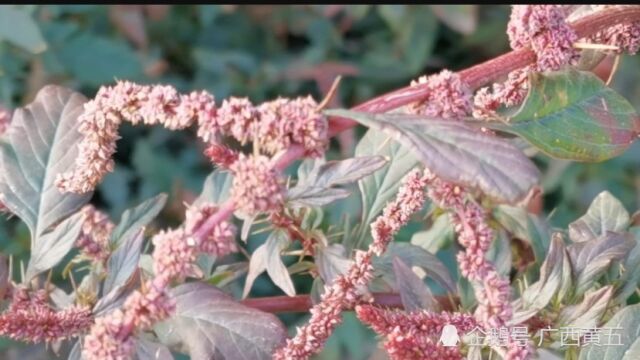 这种野生植物叫刺苋,外来物种,开花很漂亮,来认识一下