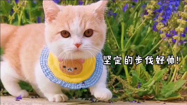 四只猫出门的不同表现,最后一只小短腿太勇敢太可爱了!被萌翻