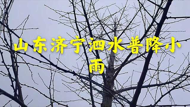 1月25日凌晨,山东济宁泗水普降小雨,你哪里下了吗