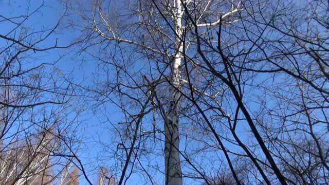 小伙去山里采冻青,这个植物生长在20多米的树上,本地人都喜爱