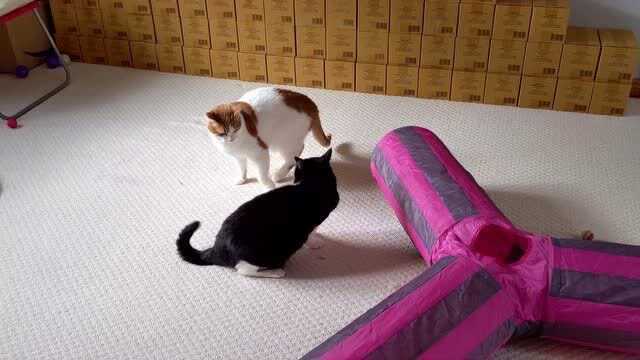 白猫VS黑猫