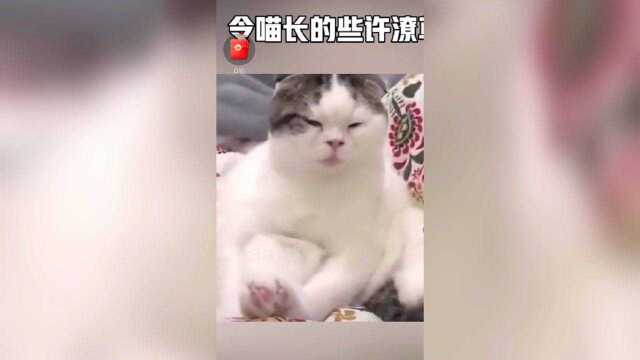 这样长相的小猫