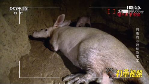 长相奇特的土豚生了小宝宝，一起到它们的洞穴中看一看