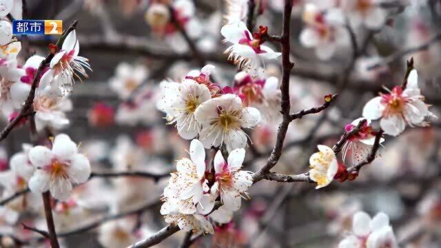 江西鄱阳:枧田街乡,梅花绽放迎新春!