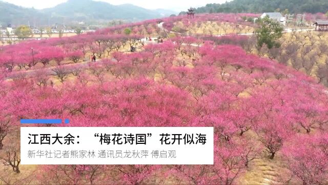 江西大余:“梅花诗国” 花开似海