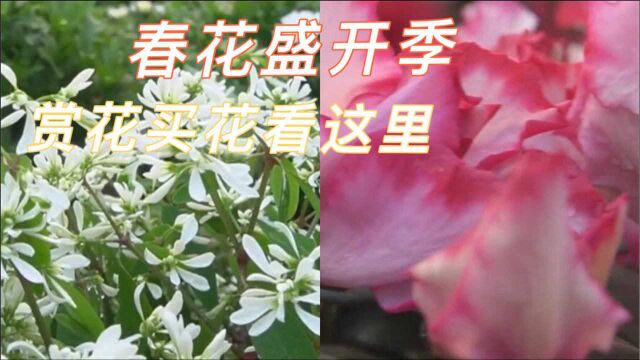 成都:春花盛开季,赏花、买花看这里!