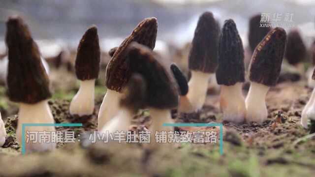 河南睢县:小小羊肚菌 铺就致富路