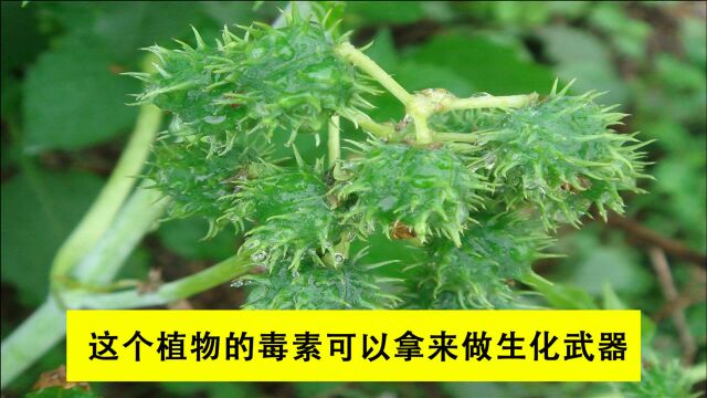 农村随处可见的蓖麻,可以当生化武器,这到底是怎么回事?