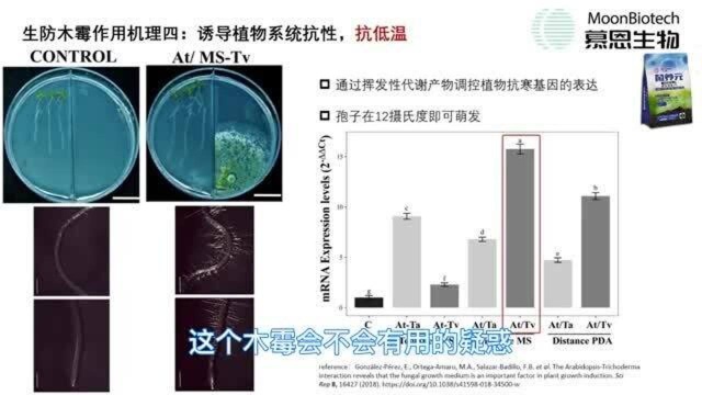 金老师讲木霉④:给植物注射“木霉疫苗”,为植物生长保驾护航!