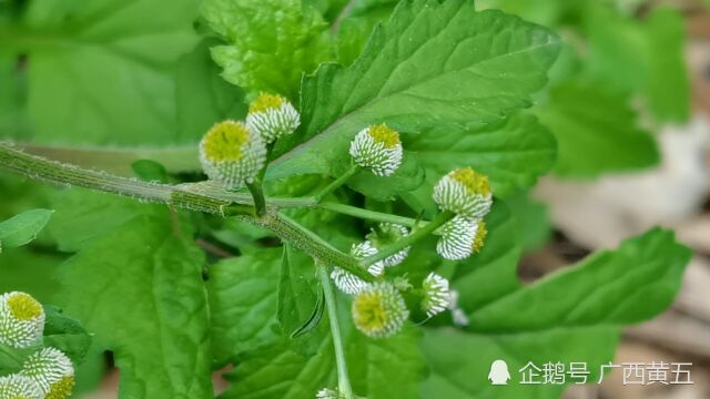 这种开花很特别的植物叫鱼眼草,是一种野生中草药材,遇见要珍惜