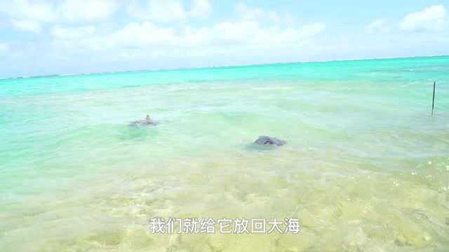 海龟“回家”记