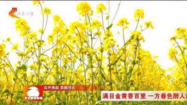 【花开燕赵 美丽河北】石家庄:满目金黄香百里 一方春色醉人间