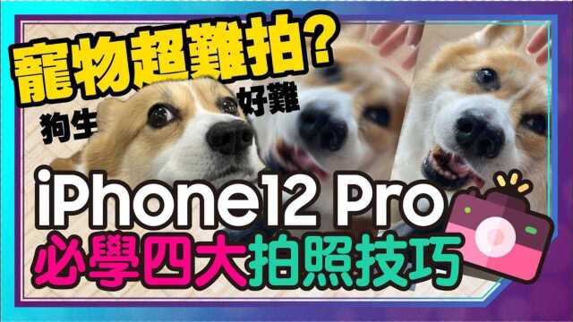 用iPhone 12Pro拍宠物四大技巧!绝对零失误?!还有狗狗猫咪美颜相机APP介绍