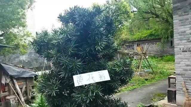 黄花梨很值钱,却不知黄花梨树长什么样子,带大家长长见识