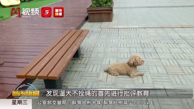 新修订《动物防疫法》五一施行 不拴犬绳是违法行为