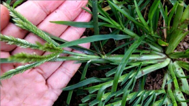 牛筋草、香附子、田旋花三大恶性杂草的防治技巧,一遍就能连根铲除干净