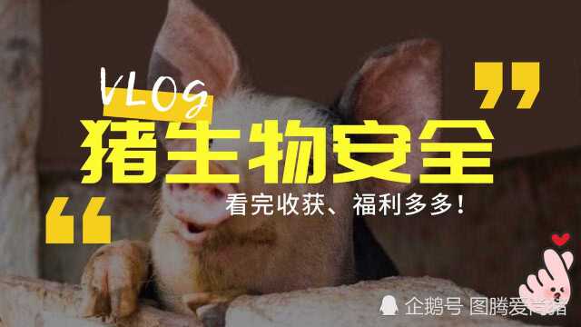 非瘟背景下,环境带毒、生物安全问题还很严峻,您知道怎么处理吗