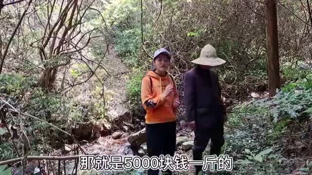 长在石壁上非常值钱的宝贝,5000块一斤的珍珠果,究竟是怎么样的?