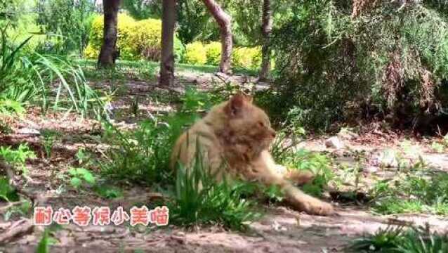 跟拍一代枭雄流浪猫黄老虎的后宫生活,对美喵宠爱有加,耐心贴心保护!