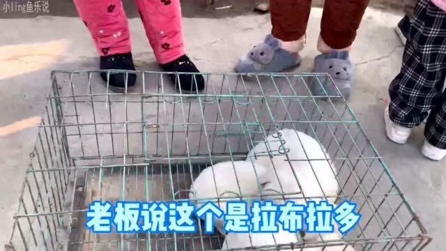 只需要狗肉的价格,就能从狗肉车救下了一只纯血的法斗犬!