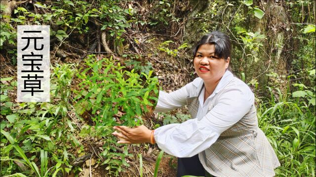 深山稀有植物“元宝草”,竟能买到360一公斤,它有哪些用处