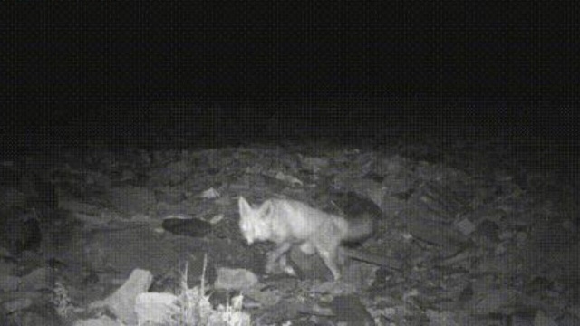 夜晚出没的猎手豺,小型夜行动物纷纷惨遭毒手