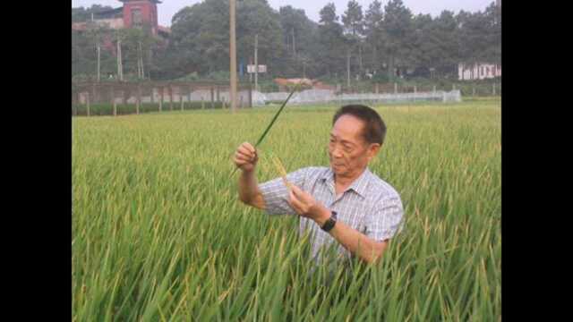 袁隆平!伟大的人民科学家!