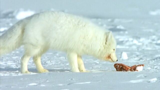 在北极的雪地求生需要绝技,北极狐和旅鼠都是个中高手!