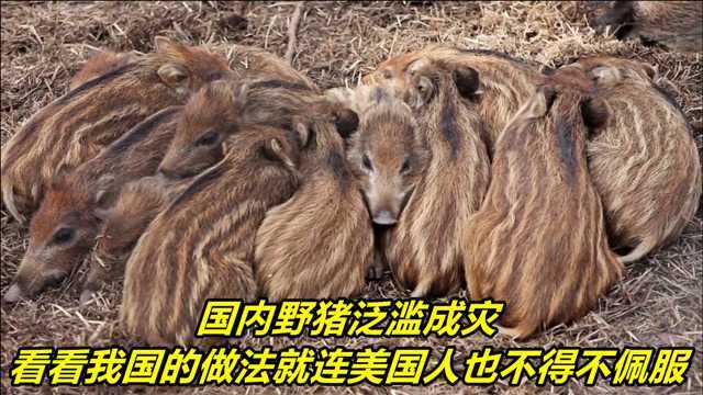 国内野猪泛滥成灾,看看我国的做法,就连美国人也不得不佩服