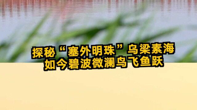 探秘“塞外明珠”乌梁素海:曾被专家预言即将消失 如今碧波微澜鸟飞鱼跃