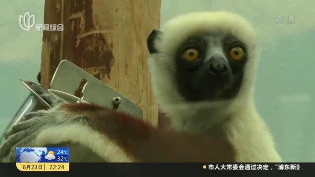 德国:珍稀冕狐猴“定居”科隆动物园