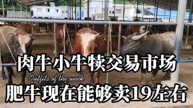 四川肉牛牛犊交易市场,现在价格还是可以,价格还可以,养牛挺好